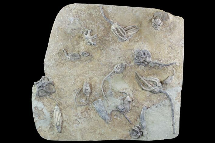 Crinoid Plate ( species) - Indiana #95203
